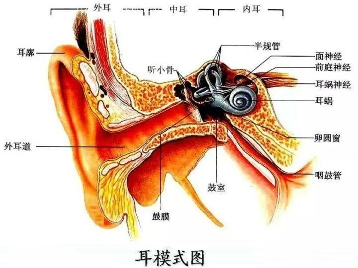 前庭觉失调